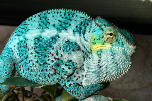 catherine adams (pardalisgirls) chams