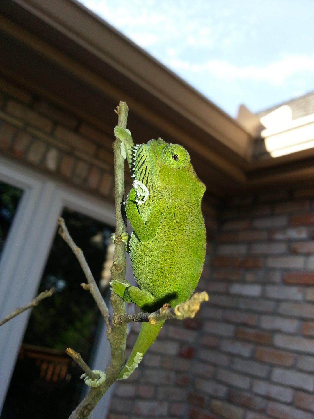 Cato