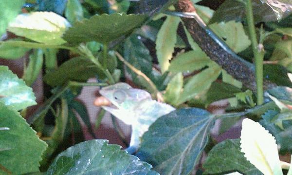 caught a worm!