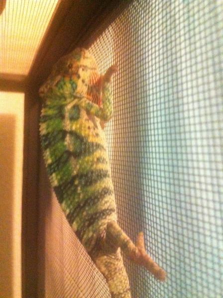 Caught him hunting a cricket for the first time!