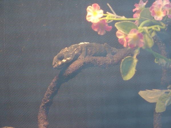 Cautious Perch
Jan 2011