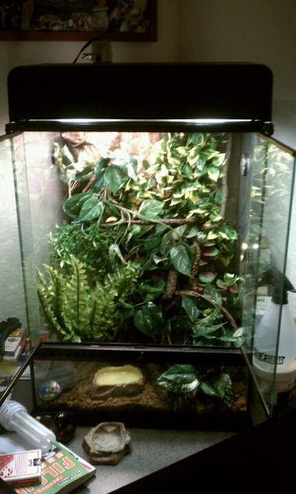 Cavie's Enclosure