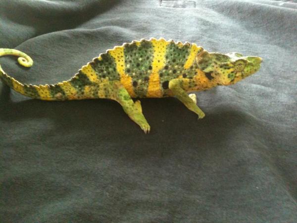 CB female      1/2 Malawi and 1/2 Tanzania