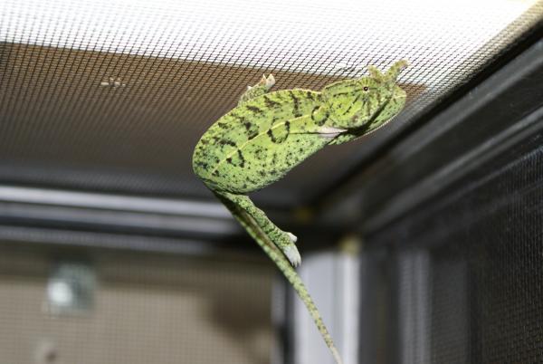 CB Female