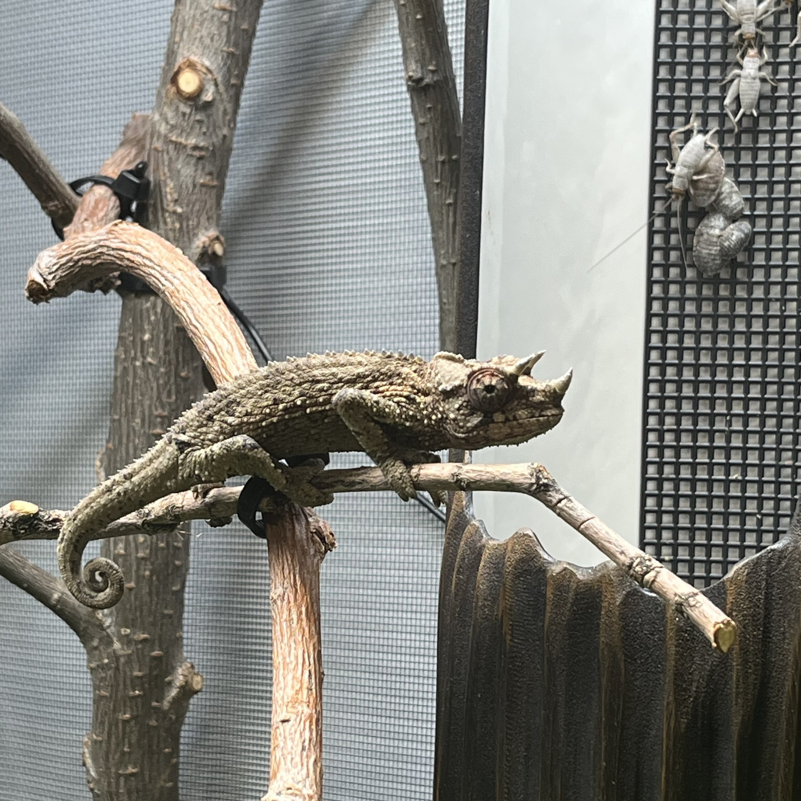 CB Jackson's Xantholophus