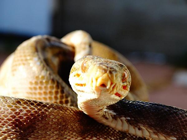 CBB amazon tree boa Female