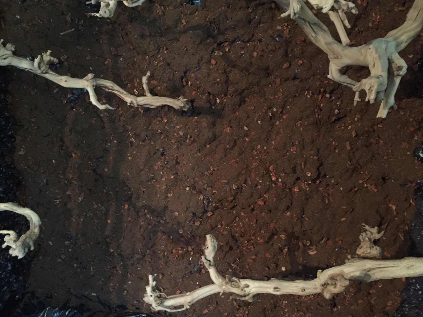 center backdrop close up.JPG