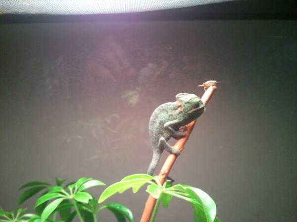 Cera baby vield 2.5 months old. From the chameleon farm. Look them up on facebook.
2012 02 12 13.20.17