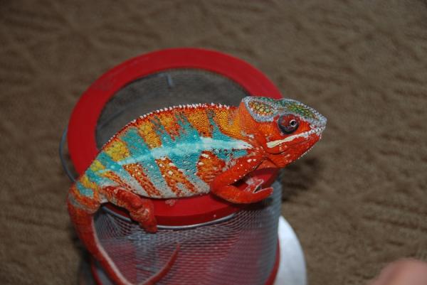 Cesar fired up under 2 years old