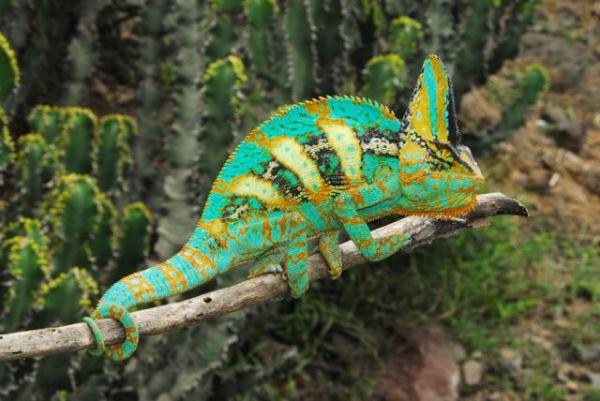 Ch. calyptratus M Yemen Taizz to Ibb (17)