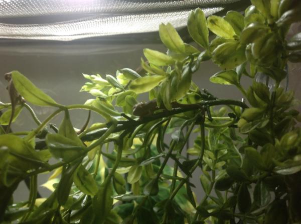 Ch Elliot's 2 days old