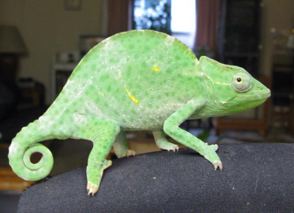 ch female deremensis