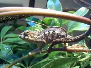 Cham 2