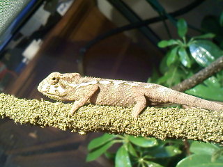 Cham 3