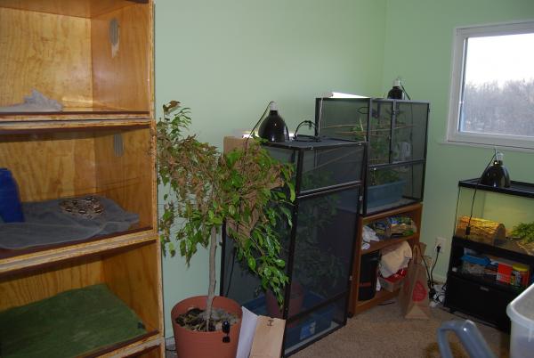 Cham cages and a dying ficus