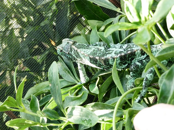 Cham CBB female #3 See her little horn nubs on her nose