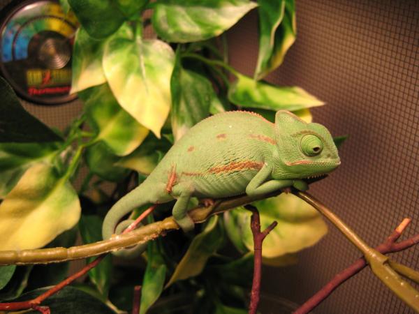 Cham chillin out on his fake vine.