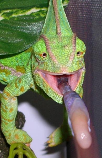 cham eating mealworm larva good! 3