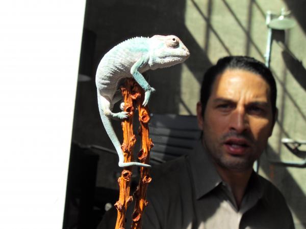 cham on a stick
