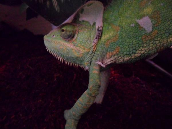 Cham yoga