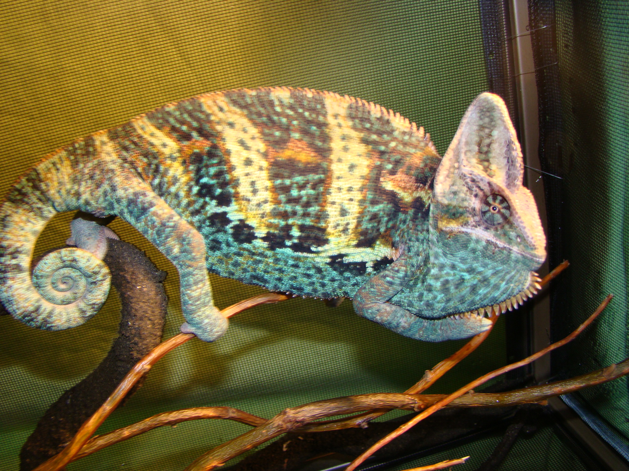 Cham