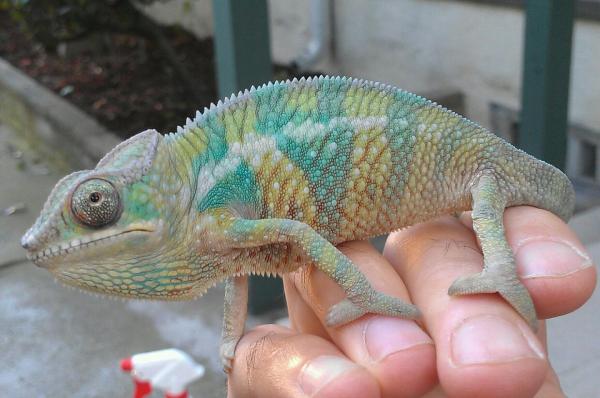 cham2