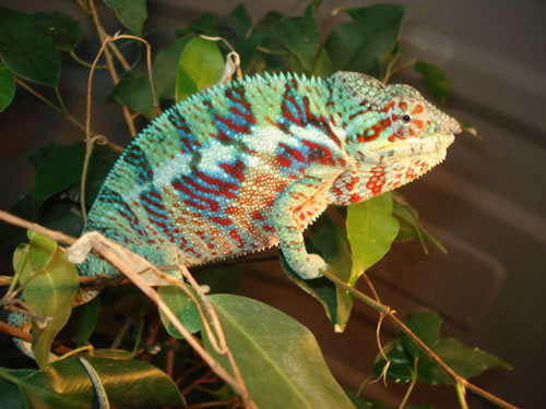 cham2