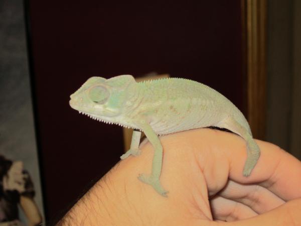 cham5