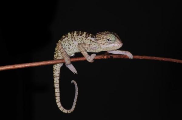 Chamaeleo arabicus