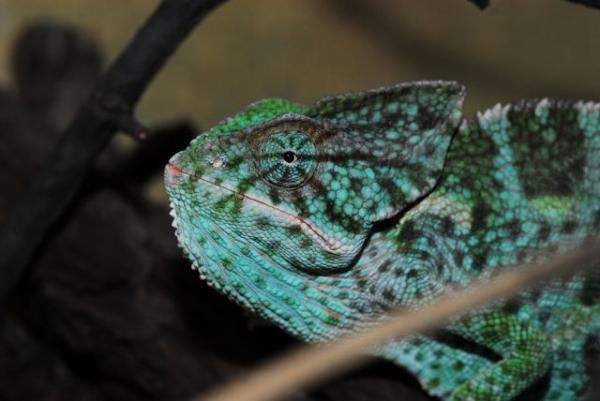Chamaeleo arabicus