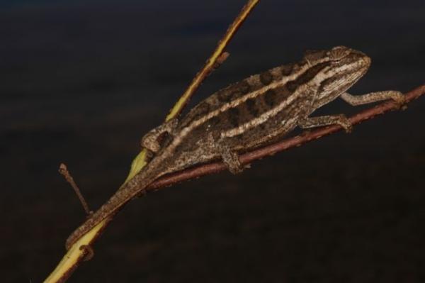 Chamaeleo bitaeniatus KE Mt Kulal (12)