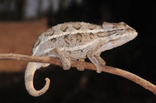 Chamaeleo bitaeniatus KE Mt Kulal Gatab Petr Necas16