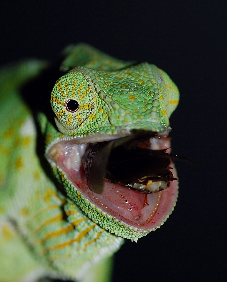 Chamaeleo Chamaeleo dilepis