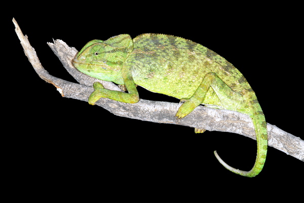 Chamaeleo chamaeleon orientalis 01