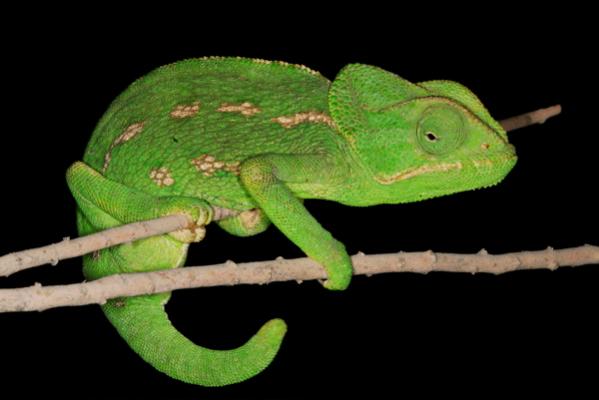 Chamaeleo chamaeleon orientalis 02