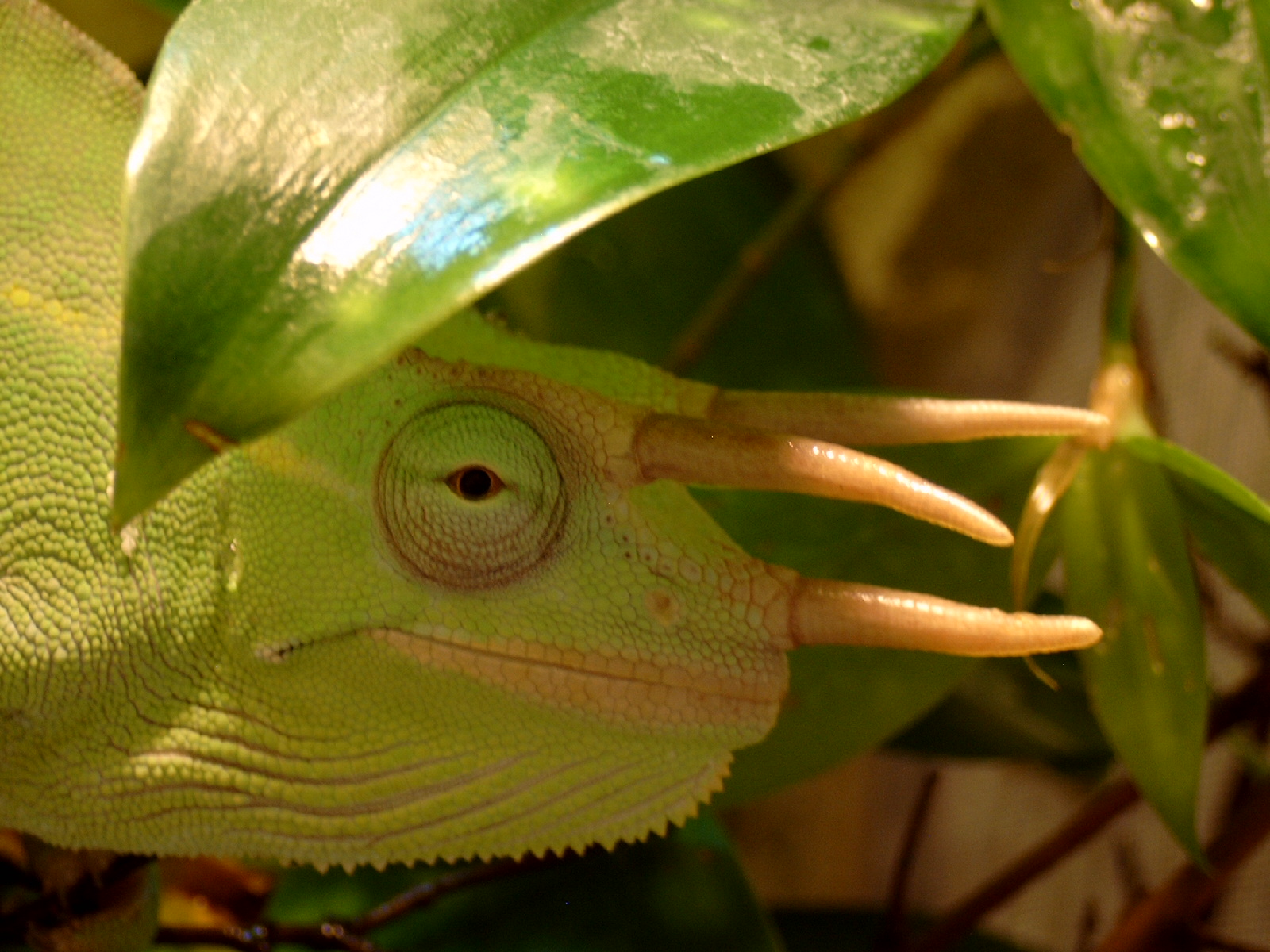 Chamaeleo deremensis