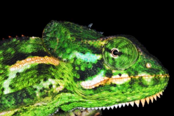 Chamaeleo monachus 01