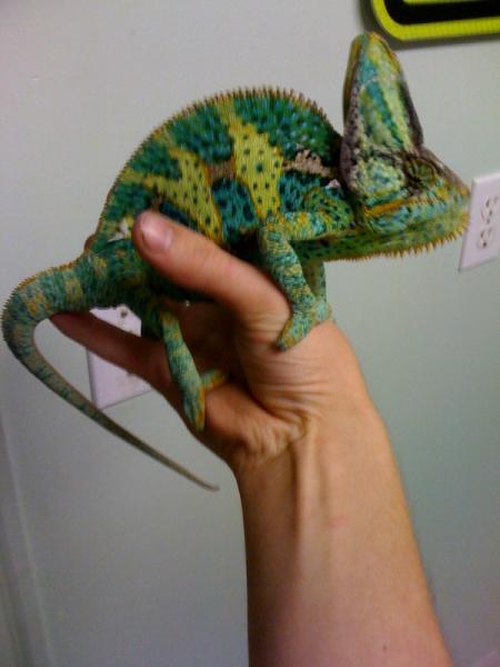 chameeleon 2