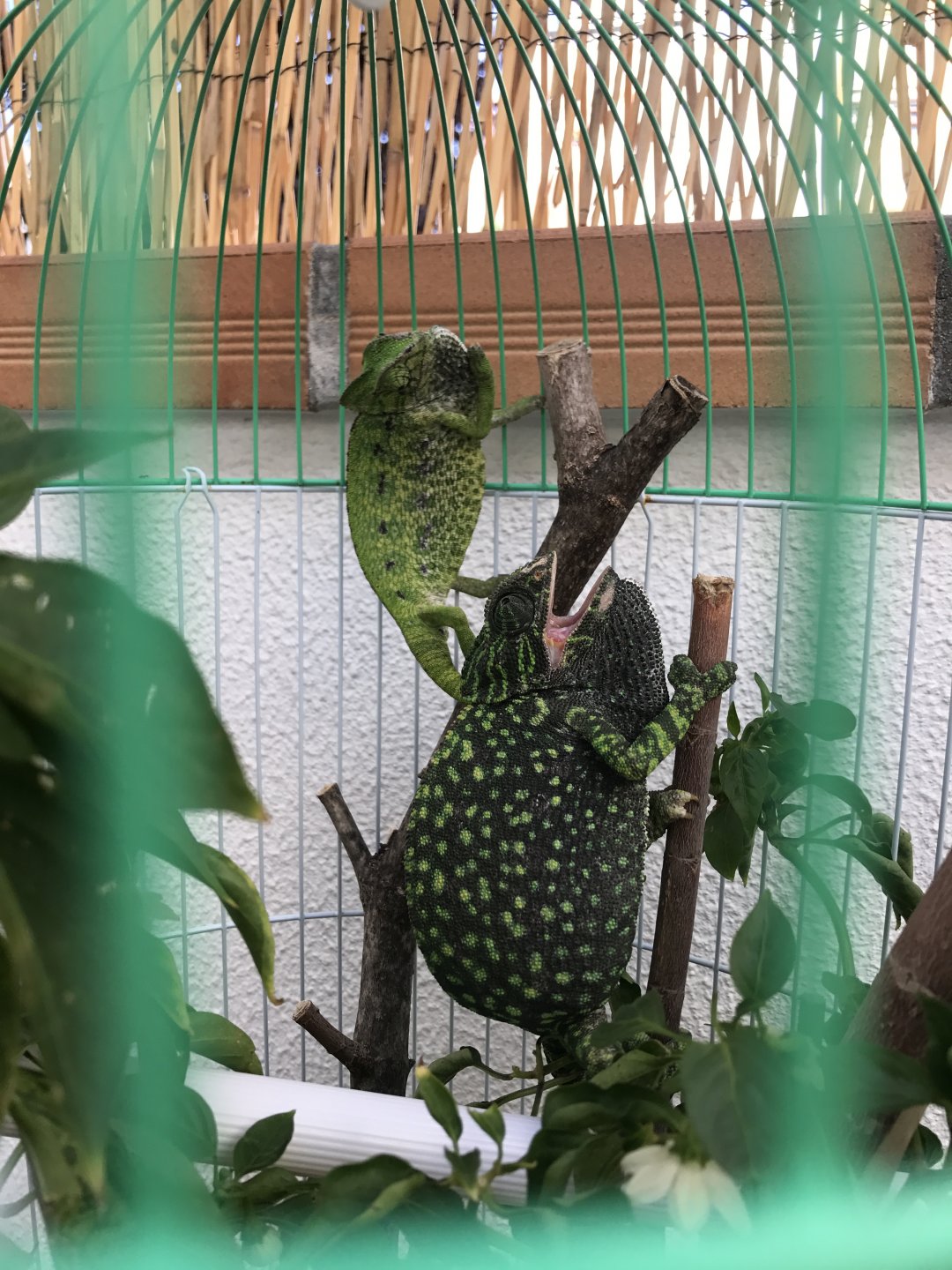 Chameleo chameleo