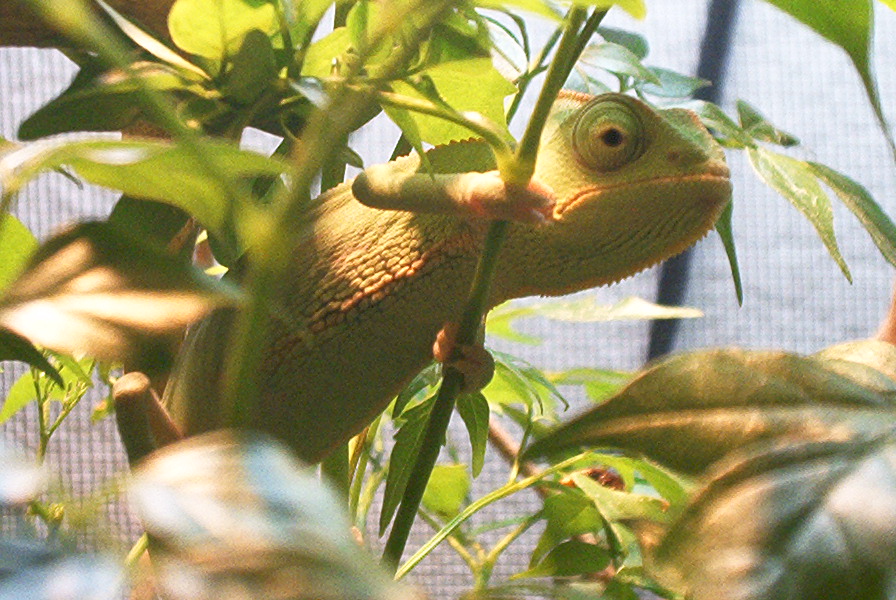 chameleon.005