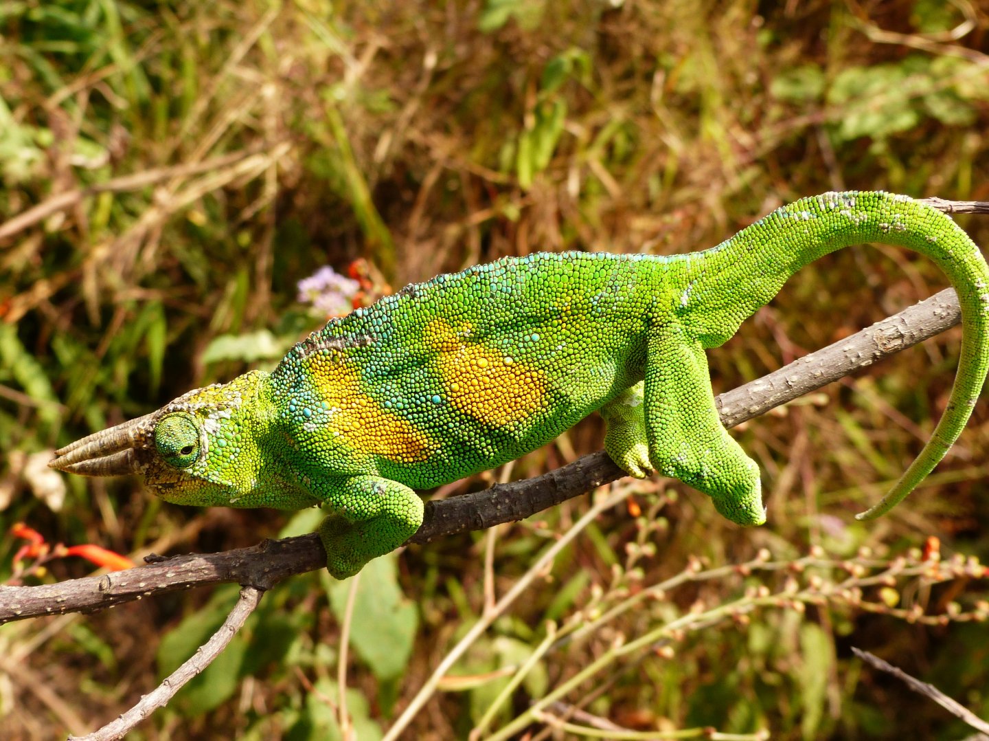 Chameleon 01 Rwenzori 3-horned male Bwindi.JPG