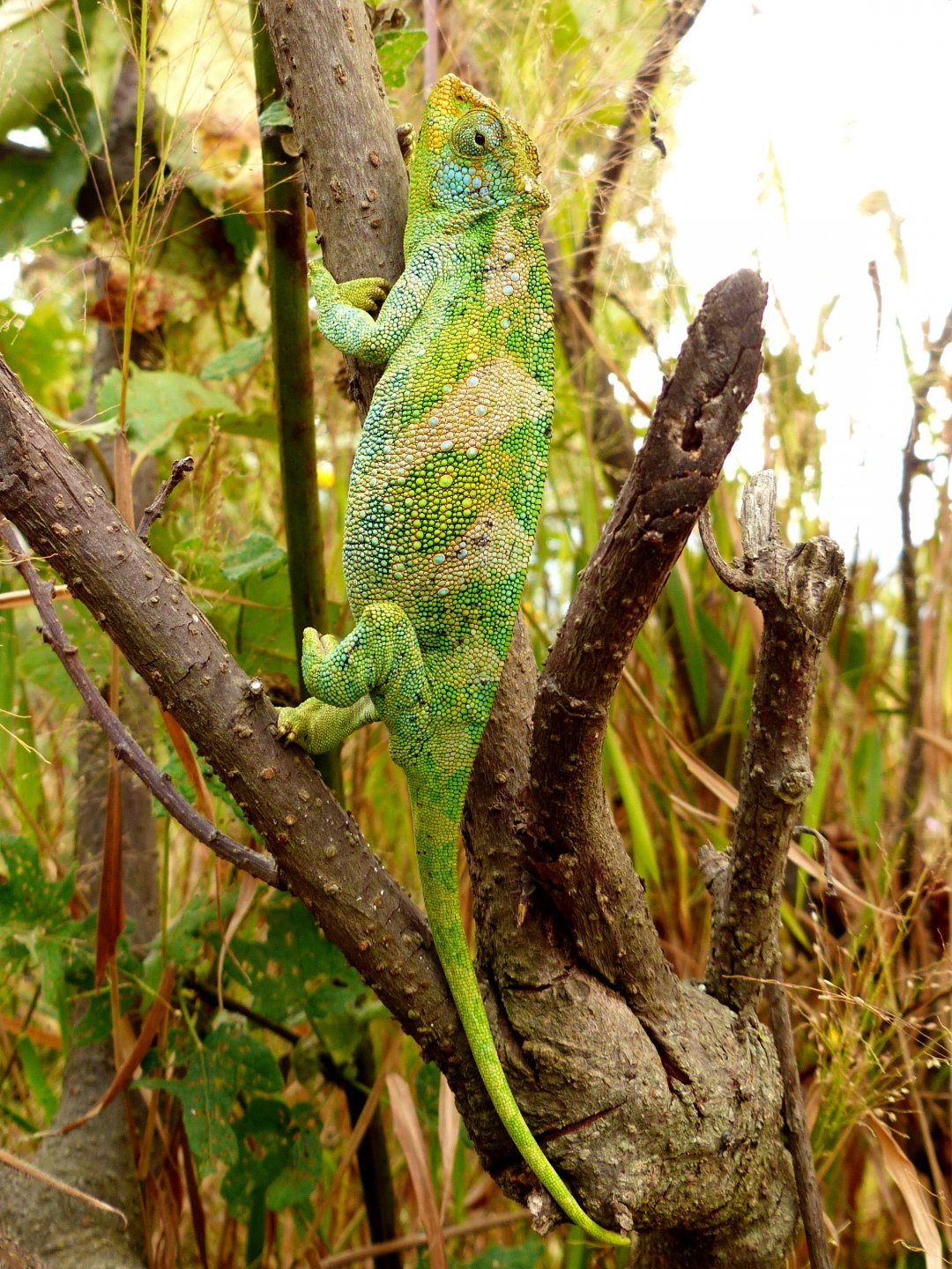 Chameleon 03 Rwenzori 3-horned female Bwindi.JPG