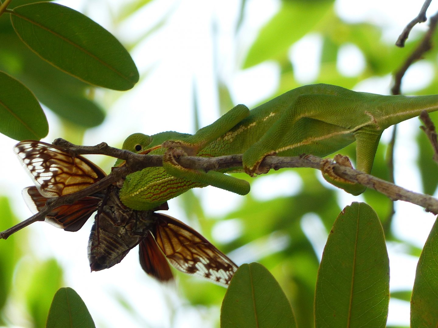 Chameleon 09 in MFNP eating large beetle.JPG