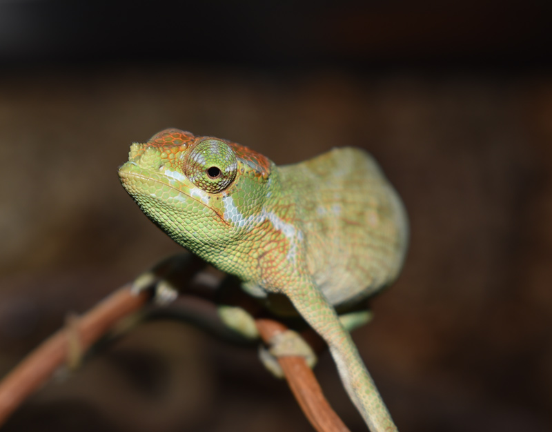 Chameleon 1