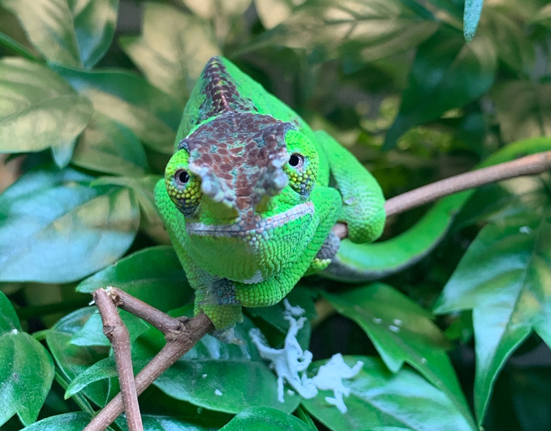 Chameleon 1