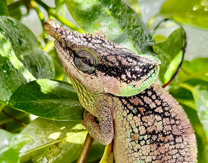 Chameleon 1
