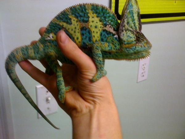 chameleon 1