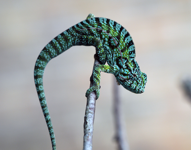 Chameleon 10