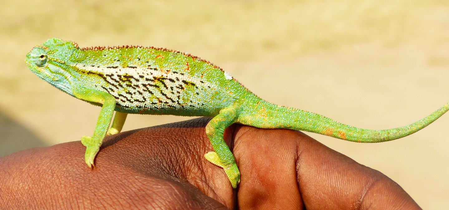 Chameleon 11 at Mweya, QENP.JPG