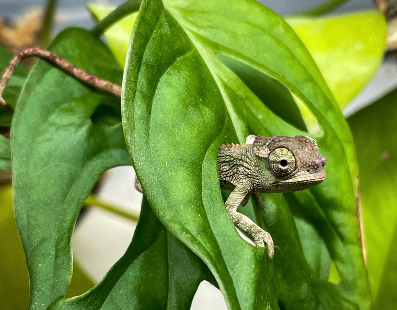 Chameleon 11